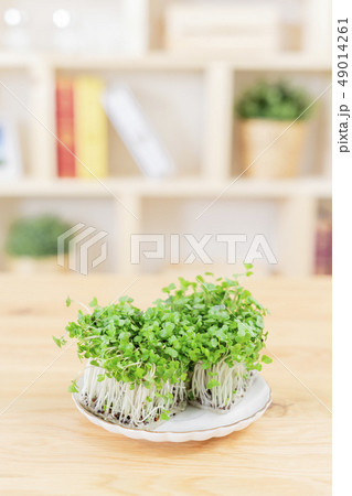 ブロッコリースプラウト　ブロッコリーの新芽 49014261