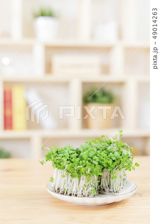 ブロッコリースプラウト　ブロッコリーの新芽 49014263