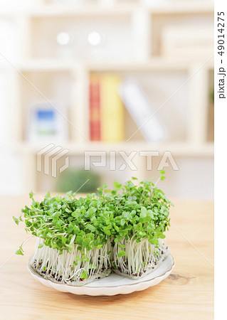 ブロッコリースプラウト ブロッコリーの新芽 ブロッコリースプラウト ブロッコリーの新芽 49014275