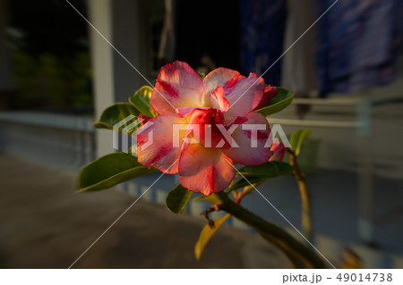 Desert rose flower . Desert rose flower . 49014738