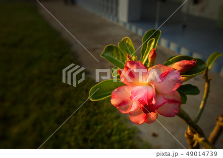 Desert rose flower . Desert rose flower . 49014739