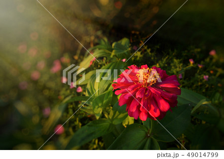 Zinnia flower in the garden. Zinnia flower in the garden. 49014799