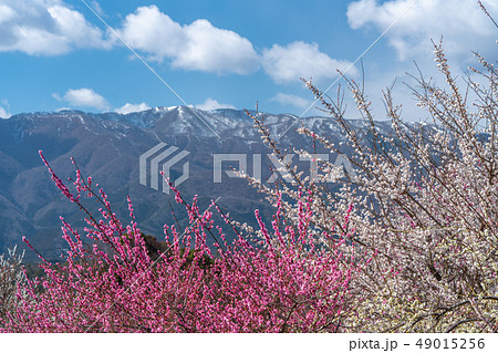 いなべ農業公園の梅林 いなべ農業公園の梅林 49015256