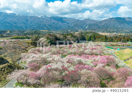 いなべ農業公園の梅林 いなべ農業公園の梅林 49015265