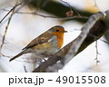 close up of european Robin on a branch 49015508