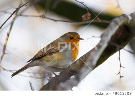 close up of european Robin on a branch close up of european Robin on a branch 49015508