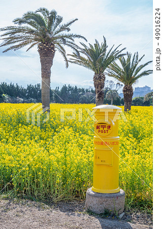 菜の花ガーデン 49016224