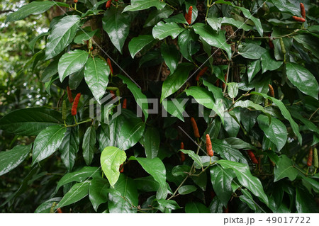 Piper retrofractum Vahl Long Pepper Is a medicinal Piper retrofractum Vahl Long Pepper Is a medicinal 49017722