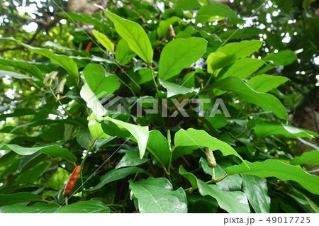 Piper retrofractum Vahl Long Pepper Is a medicinal Piper retrofractum Vahl Long Pepper Is a medicinal 49017725