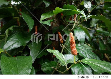Piper retrofractum Vahl Long Pepper Is a medicinal Piper retrofractum Vahl Long Pepper Is a medicinal 49017726