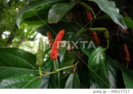Piper retrofractum Vahl Long Pepper Is a medicinal Piper retrofractum Vahl Long Pepper Is a medicinal 49017727