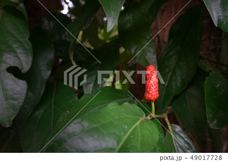 Piper retrofractum Vahl Long Pepper Is a medicinal Piper retrofractum Vahl Long Pepper Is a medicinal 49017728