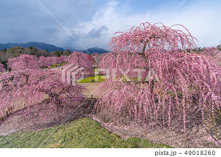 鈴鹿の森庭園のしだれ梅 49018260