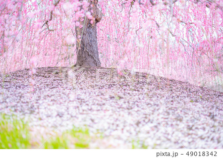 鈴鹿の森庭園のしだれ梅 鈴鹿の森庭園のしだれ梅 49018342
