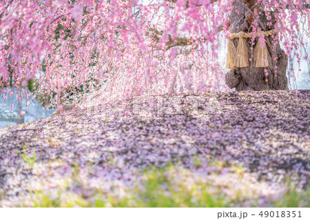 鈴鹿の森庭園のしだれ梅 49018351