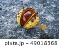 single chestnut in a shell, horse-chestnut, Aesculus 49018368