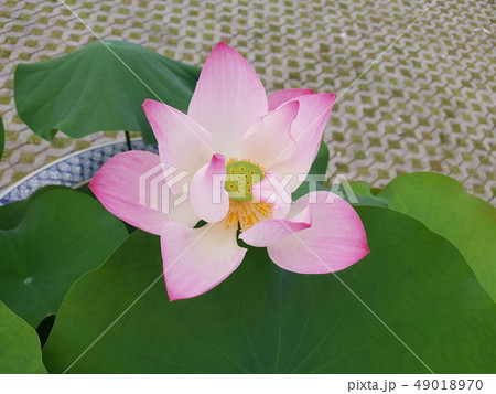 蓮 花 ピンク 49018970