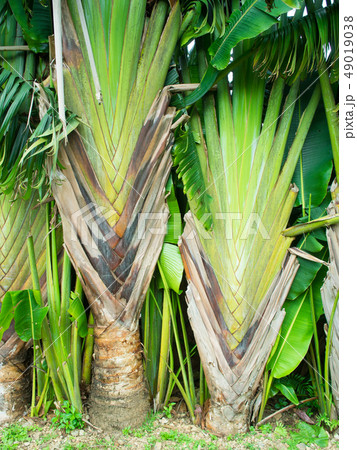熱帯植物 49019038