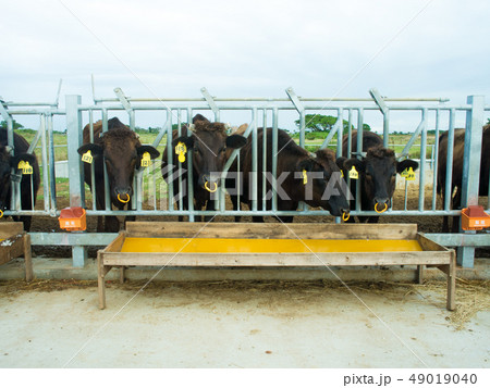 黒島の牛 49019040