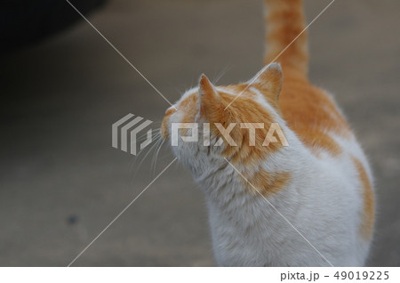 よそ見 49019225