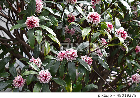 ジンチョウゲ(沈丁花) ジンチョウゲ(沈丁花) 49019278