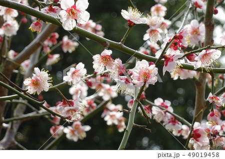 梅の花_にぎわい 梅の花_にぎわい 49019458