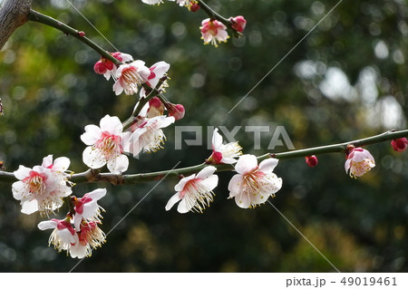 梅の花_一輪 梅の花_一輪 49019461