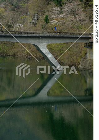 深城ダムと桜 49019554