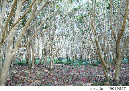 笠山、椿群生群 49019847