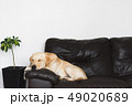 young golden labrador retriever resting on a couch 49020689