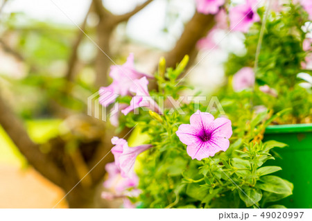 purple petunia flowers in the garden outdoor purple petunia flowers in the garden outdoor 49020997