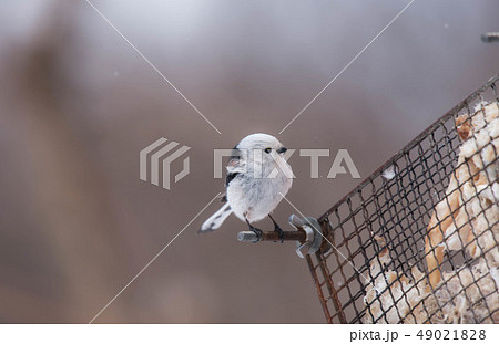 シマエナガ 49021828