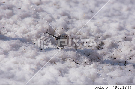 シマエナガ 49021844