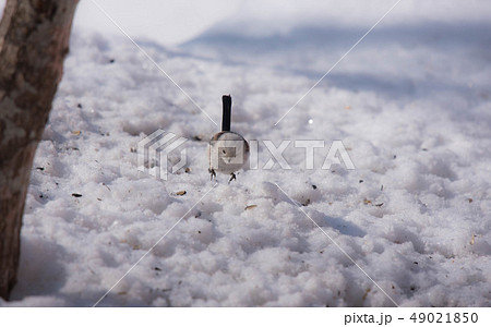 シマエナガ シマエナガ 49021850