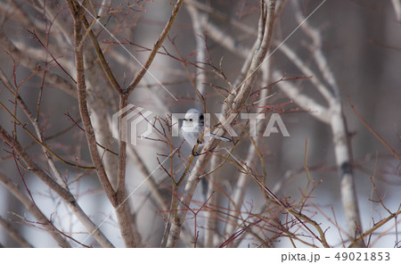 シマエナガ シマエナガ 49021853