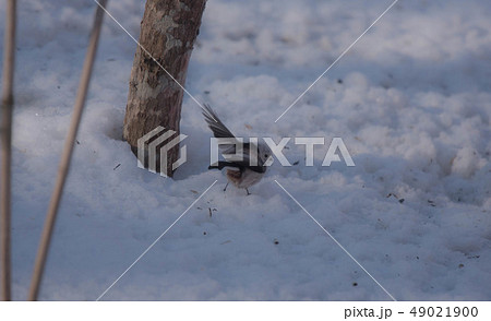 シマエナガ 49021900