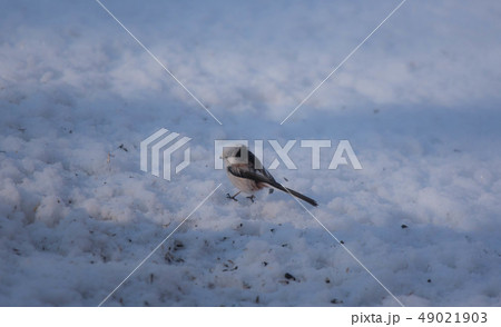 シマエナガ 49021903