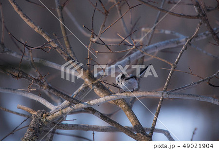 シマエナガ シマエナガ 49021904