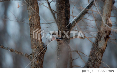 シマエナガ シマエナガ 49021909