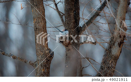 シマエナガ 49021911