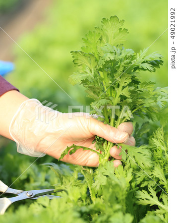 春菊の収穫 ハウスにて ボカシ有 49021992