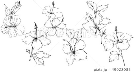 Vector Hibiscus floral botanical flower. Black and white engraved ink art. Isolated hibiscus Vector Hibiscus floral botanical flower. Black and white engraved ink art. Isolated hibiscus 49022082