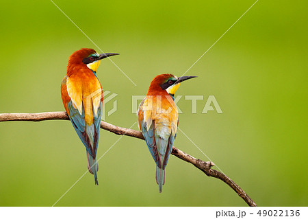 Pair of beautiful birds European Bee-eaters Pair of beautiful birds European Bee-eaters 49022136