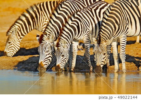 Animals drinking water. Plains zebra, Equus quagga 49022144