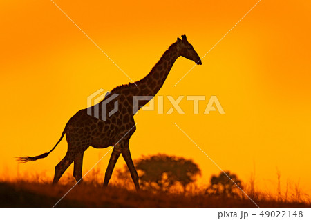 Giraffe silhouette with evening orange light Giraffe silhouette with evening orange light 49022148