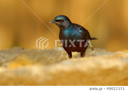 Meves's Long-tailed Starling, on the stone Meves's Long-tailed Starling, on the stone 49022151