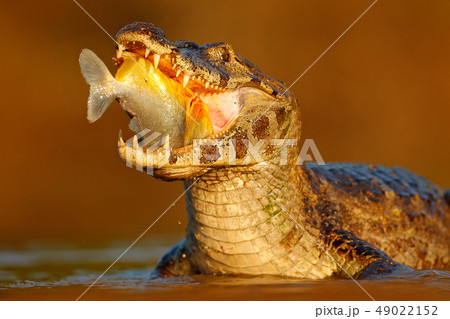 Crocodile catch fish in river water, evening light Crocodile catch fish in river water, evening light 49022152