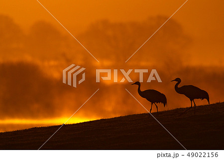 Morning sunrise with bird Common Cranes Morning sunrise with bird Common Cranes 49022156