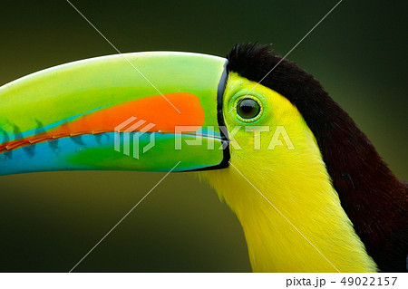 Close-up detail portrait of toucan Close-up detail portrait of toucan 49022157