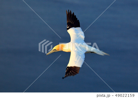 Flying sea bird, Northern gannet, Sula bassana 49022159